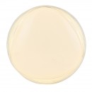 Globo 41344-24 LED stropní svítidlo Lucas 1x24W | 1790lm | 3000K - třpytivý efekt, bílá