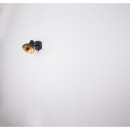 Globo 54001-1 LED nástěnné svítidlo Lotte 1x4W | 136lm | E14 LED | 2700K - černá, zlatá