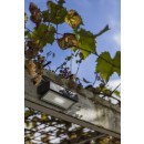 Lutec 6910601335 LED venkovní nástěnná solární lampa Arrow 1x2W | 150lm | 4000K | IP44 - s pohybovým senzorem